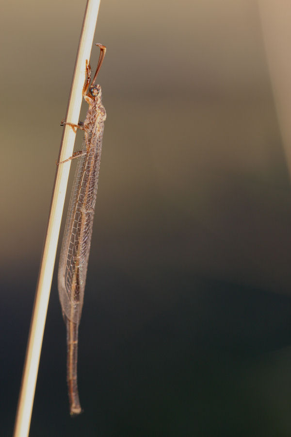 Formicaleone: Creoleon plumbeus ? - S